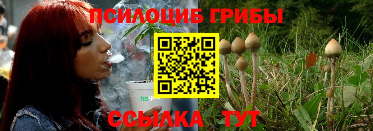 Псилоцибиновые грибы Cubensis  купить   Лесосибирск  Вход с VPN 